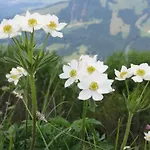 Hotel Bavaria - Partnerbetrieb Von Oberstaufen